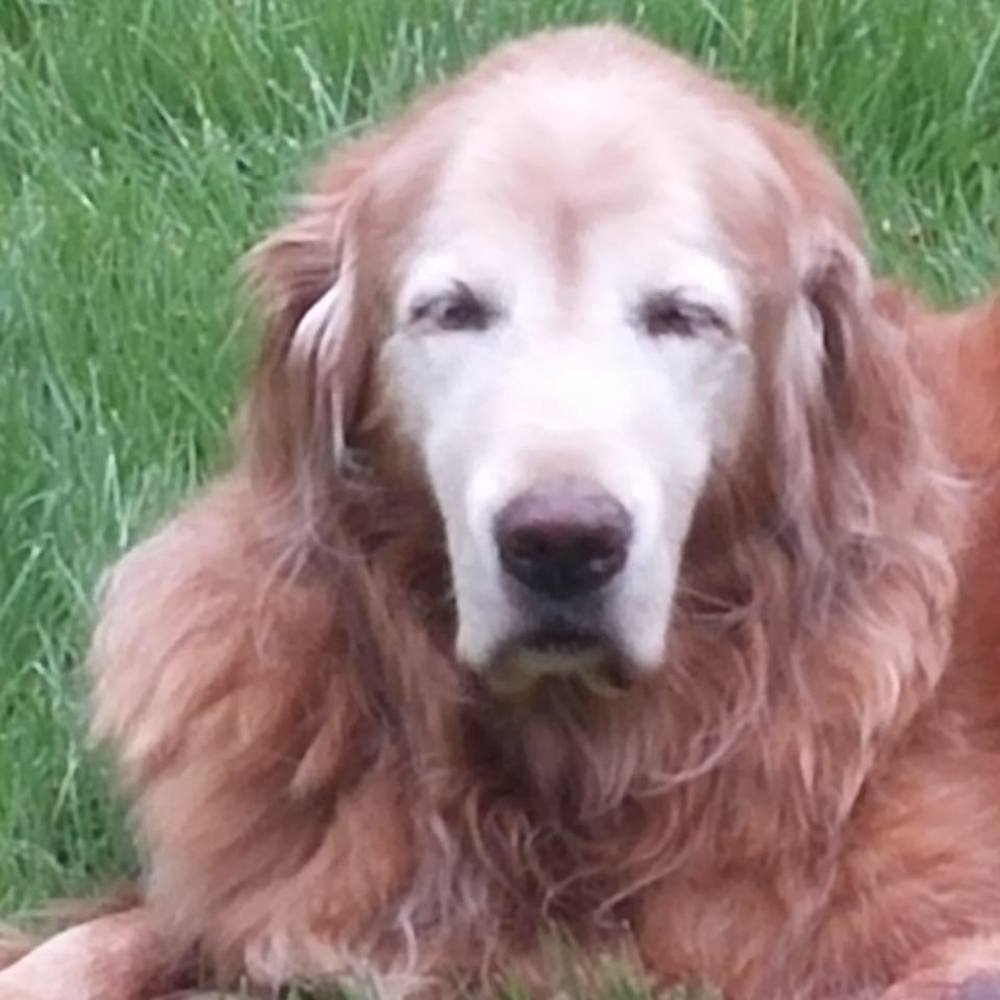 Meet your Posher, Rose